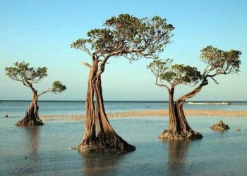 Pantai Walakiri Sumba Timur