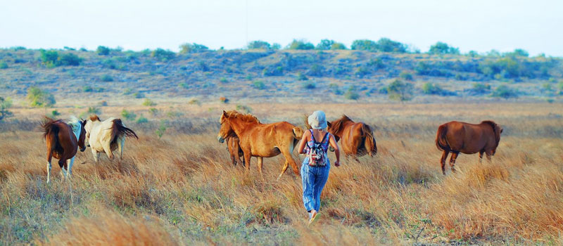 Aktivitas Yang Bisa Dilakukan di Savana Puru Kambera