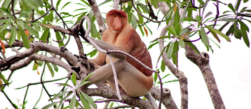 Kehidupan Primer dan Konservasi Taman Nasional Tanjung Puting