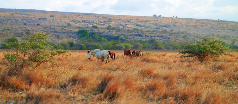Keindahan Alam Savana Puru Kambera Sumba