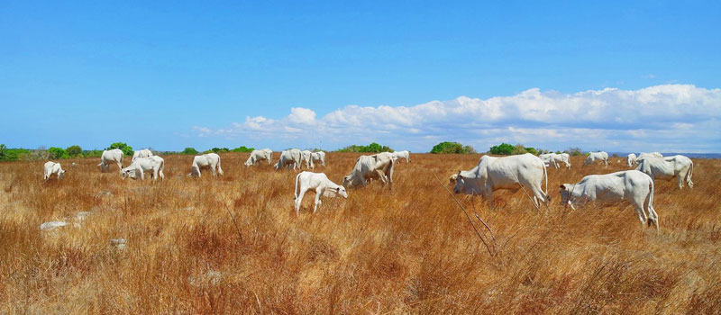 Keunikan Savana Puru Kambera Sumba Dalam Budaya Sumba