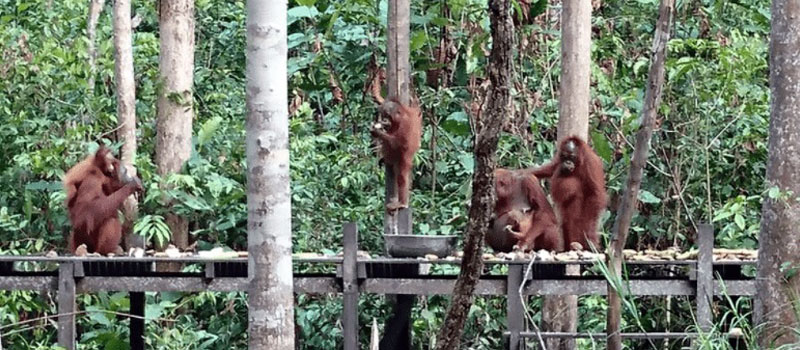 Peran Penting Camp Tanjung Harapan Wharf dalam Konservasi