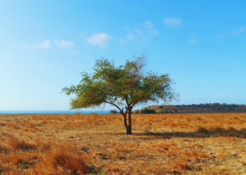 Savana Puru Kambera Sumba