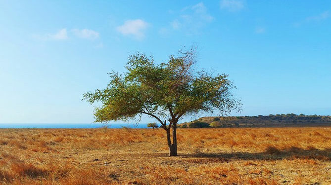 Savana Puru Kambera Sumba