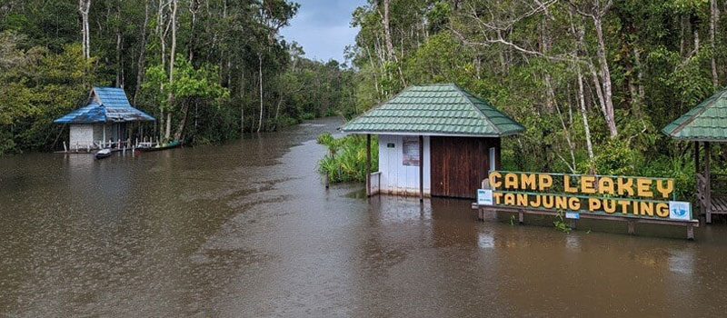 Camp Leakey Surga Penelitian Orangutan