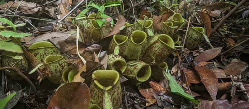 Flora Unik di Sekitar Sungai Sekonyer Taman Nasional Tanjung Puting