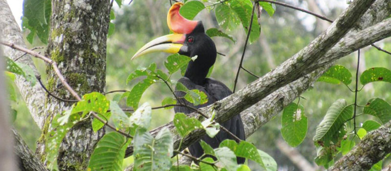 Keanekaragaman Hayati di Sekitar Sungai Sekonyer