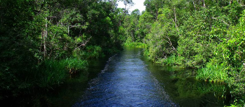 Kisah Wisatawan yang Pernah Menjelajahi Sungai Sekonyer
