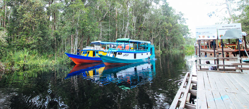 Peran Penting Sungai Sekonyer dalam Konservasi di Taman Nasional Tanjung Puting