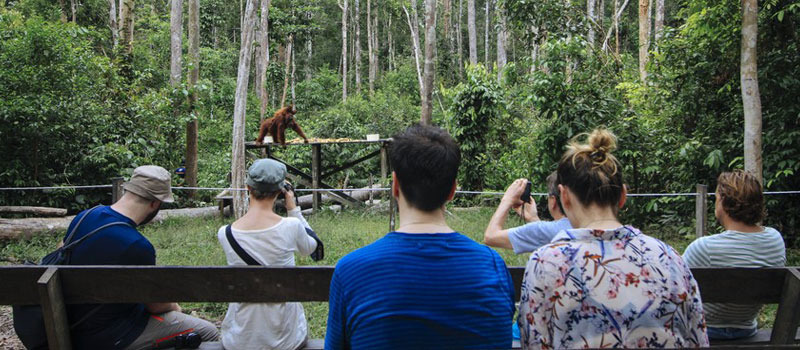 Tips Lengkap Bagi Nesian Trippers ke Taman Nasional Tanjung Puting