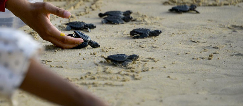 Daya Tarik Wisata Edukasi Di Penangkaran Penyu Pulau Harapan