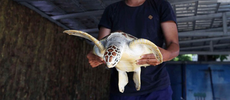 Jenis Penyu yang Dilestarikan di Penangkaran Penyu Pulau Harapan