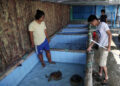 Penangkaran Penyu Pulau Harapan Kepulauan Seribu