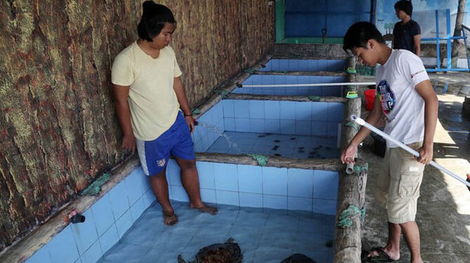 Penangkaran Penyu Pulau Harapan Kepulauan Seribu