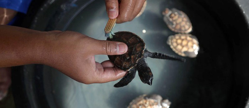 Sejarah Penangkaran Penyu Pulau Harapan Kepulauan Seribu