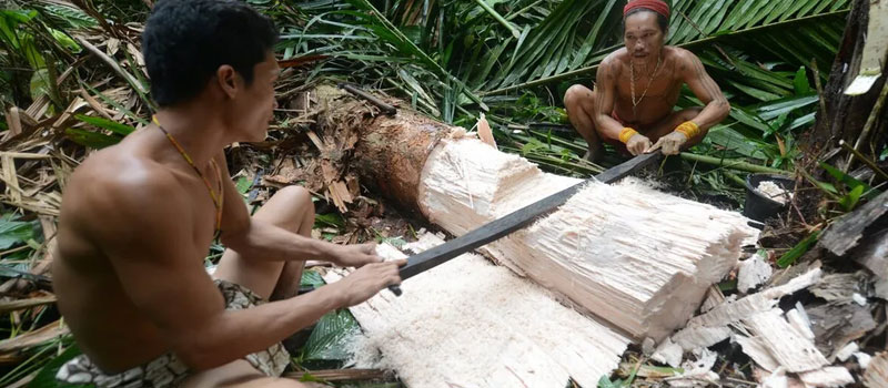 Habitat Alami Ulat Sagu Mentawai