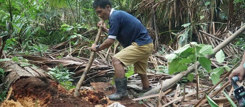 Masa Depan Ulat Sagu Mentawai dalam Kuliner Nusantara