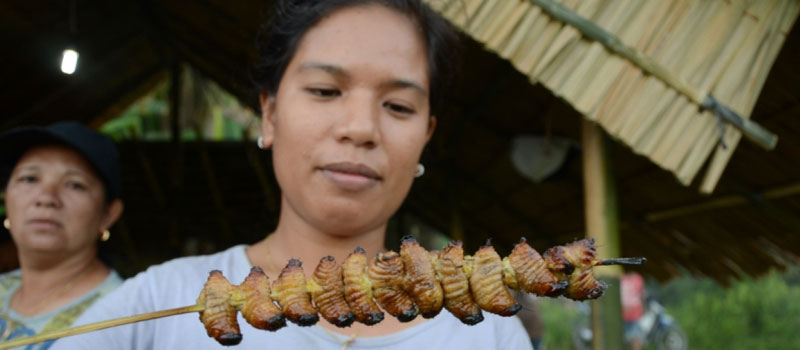 Nilai Gizi dan Manfaat Kesehatan dari Ulat Sagu Mentawai