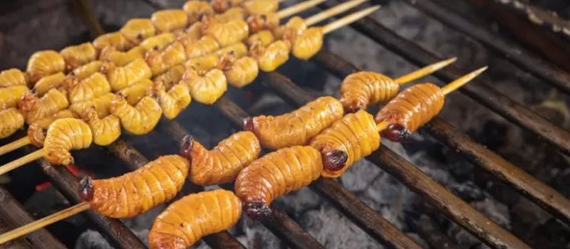 Peluang Ekonomi dari Pemanfaatan Ulat Sagu Mentawai