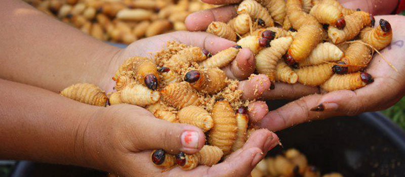 Peran Ulat Sagu dalam Budaya dan Kehidupan Sosial Mentawai