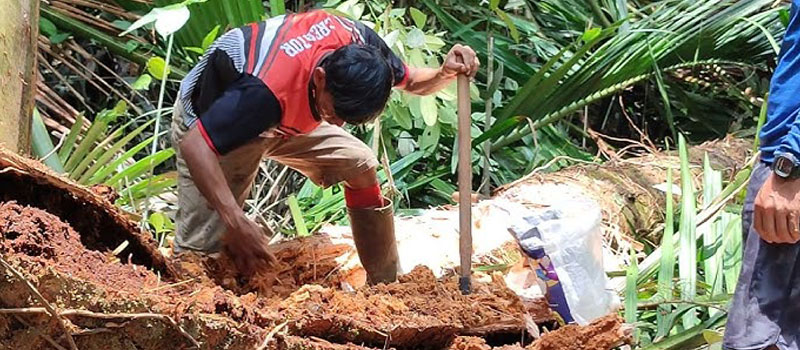 Perbandingan Ulat Sagu Mentawai dengan Ulat Sagu Daerah Lain