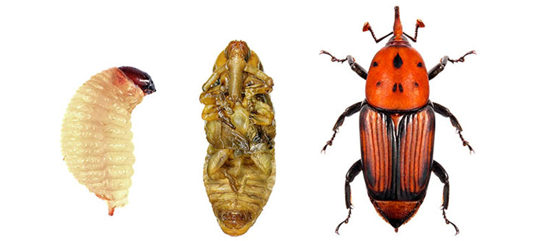 Siklus Hidup Ulat Sagu Mentawai