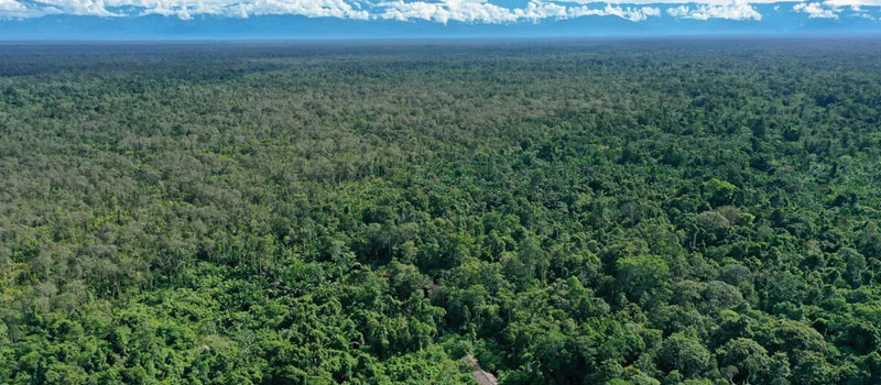 Tantangan Pelestarian Habitat Ulat Sagu Mentawai