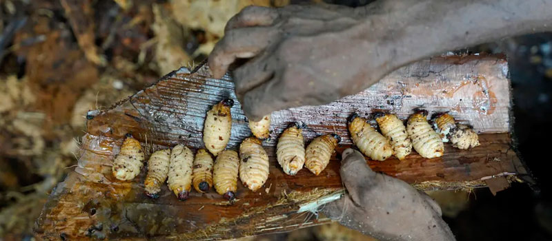 Teknik Tradisional Masyarakat Mentawai dalam Memanen Ulat Sagu
