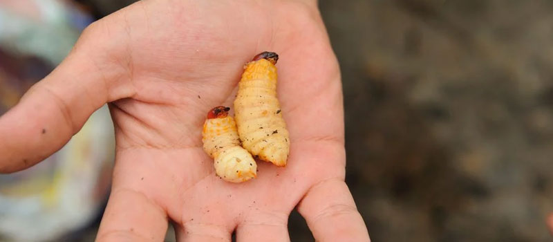 Ulat Sagu Sebagai Bagian dari Ekowisata Mentawai