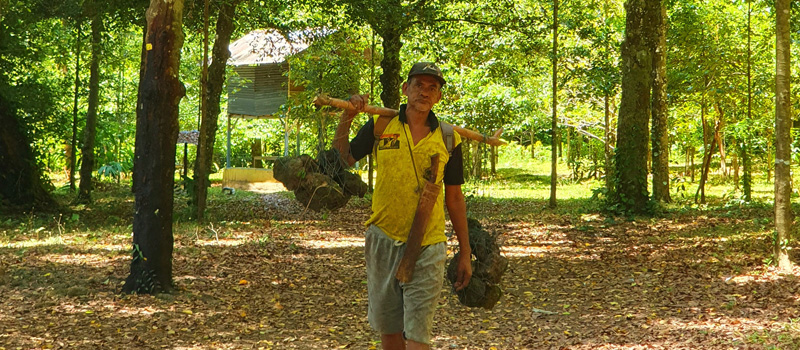 Peran Perkebunan Pala dalam Kehidupan Sosial Masyarakat Banda