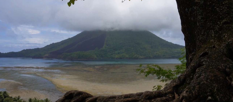 Peran Pohon Sejuta Umat dalam Identitas Budaya Banda Neira