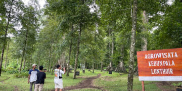 Perkebunan Pala di Banda Neira