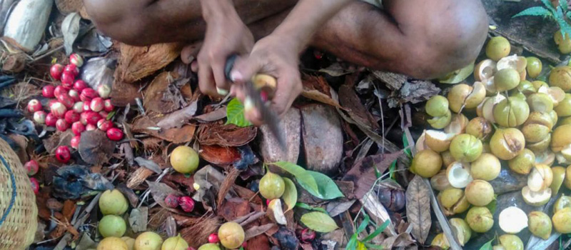 Sistem Pengelolaan Tradisional Perkebunan Pala