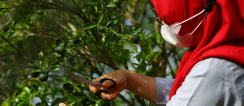 Cara Menanam dan Merawat Jeruk Kunci