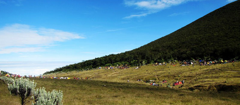 Daya Tarik Alam yang Paling Ikonik di Taman Nasional Gunung Gede Pangrango
