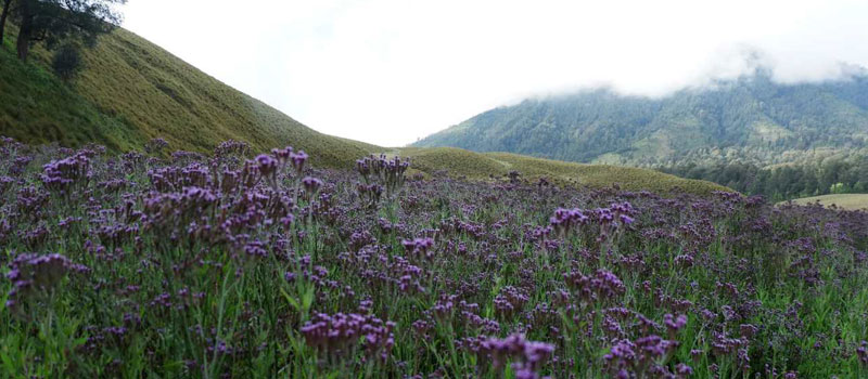 Flora Fauna dan Konservasi Ekosistem Yang Ada di Taman Nasional Bromo Tengger Semeru