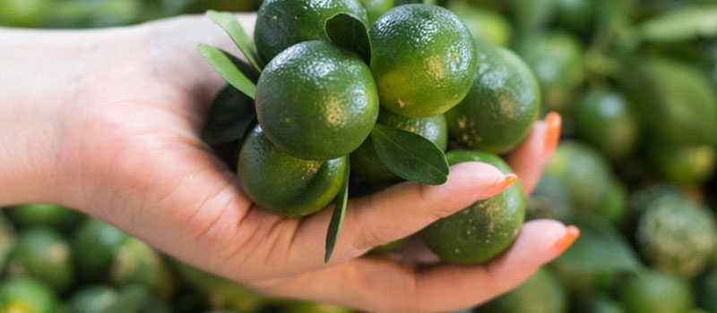 Manfaat Kesehatan Jeruk Kunci Belitung