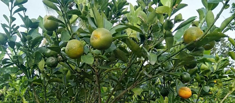 Sejarah dan Persebaran Jeruk Kunci di Belitung