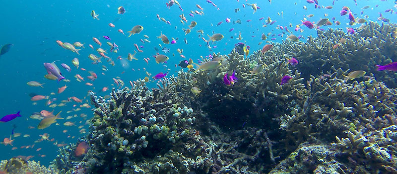 Keanekaragaman Hayati Laut Kepulauan Derawan