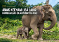 Anak Keenam Lisa Lahir, Harapan Baru Gajah Sumatera Riau