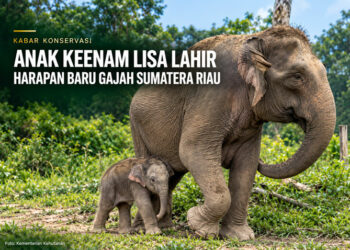 Anak Keenam Lisa Lahir, Harapan Baru Gajah Sumatera Riau