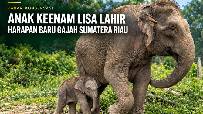 Anak Keenam Lisa Lahir, Harapan Baru Gajah Sumatera Riau