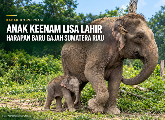 Anak Keenam Lisa Lahir, Harapan Baru Gajah Sumatera Riau