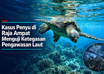 Kasus Penyu di Raja Ampat