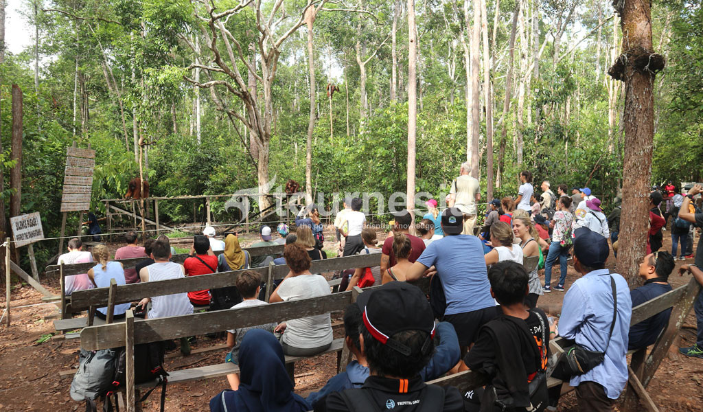 Open Trip Taman Nasional Tanjung Puting 002
