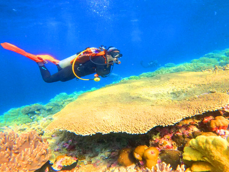 Open trip wakatobi Open trip wakatobi